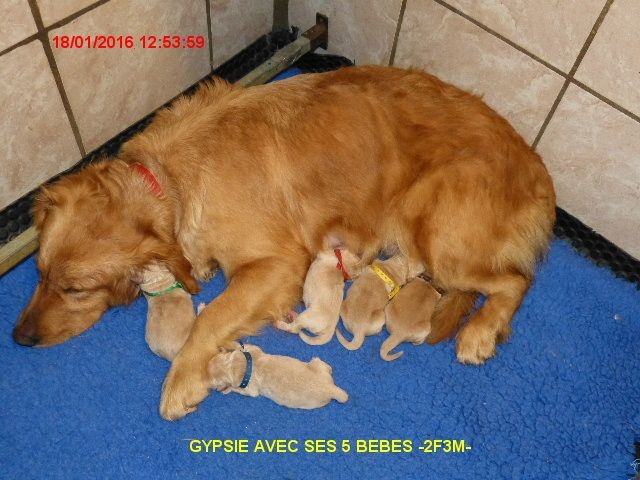 des Rives de la Bidouze - Golden Retriever - Portée née le 18/01/2016