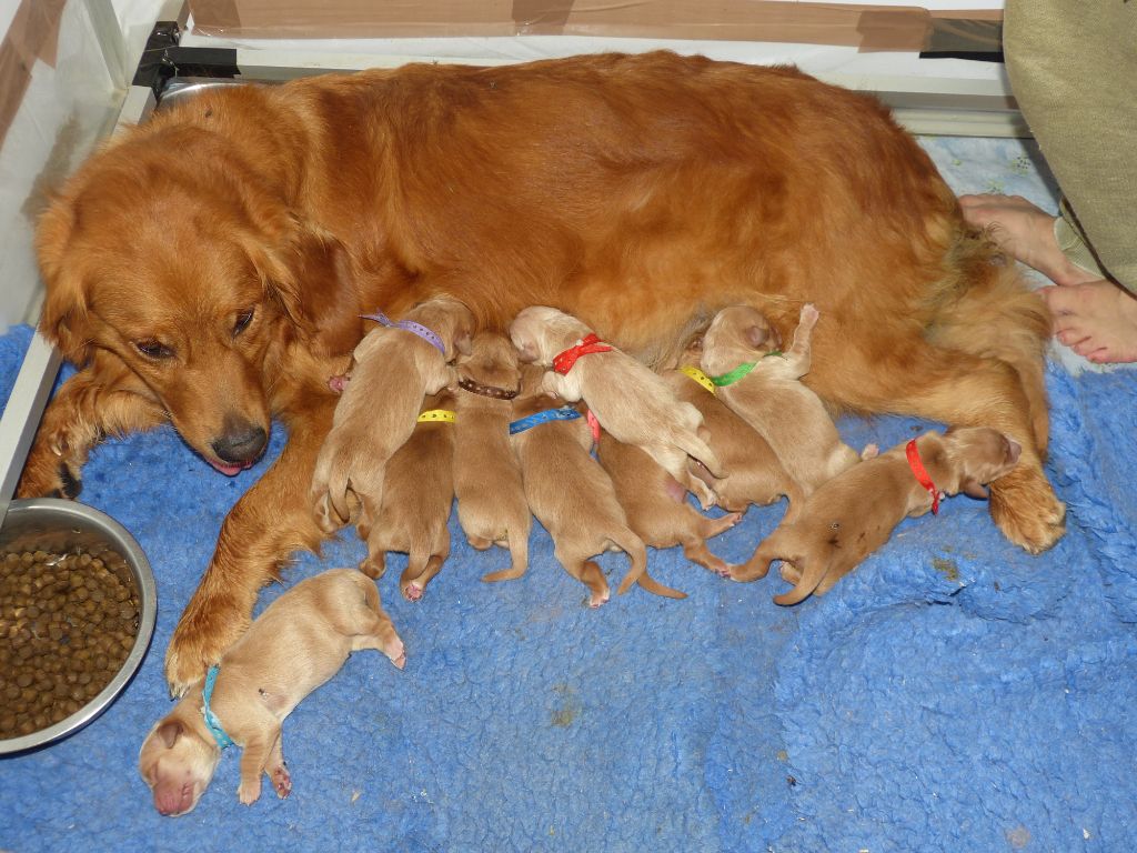 chiot Golden Retriever des Rives de la Bidouze