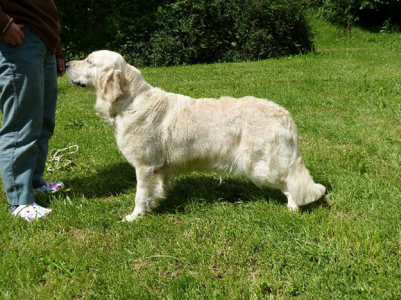 CH. Guapa des Rives de la Bidouze