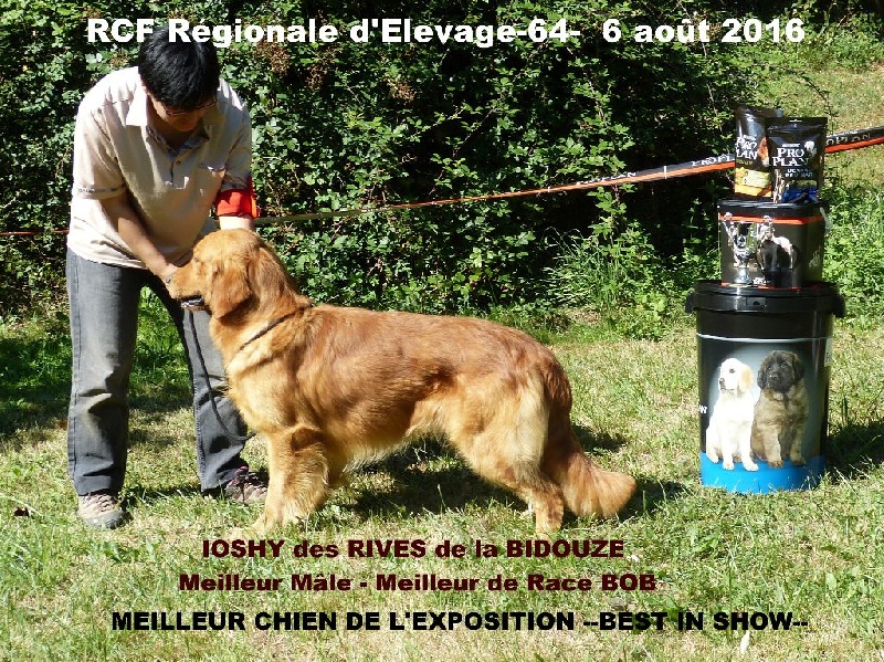 Ioshy des Rives de la Bidouze