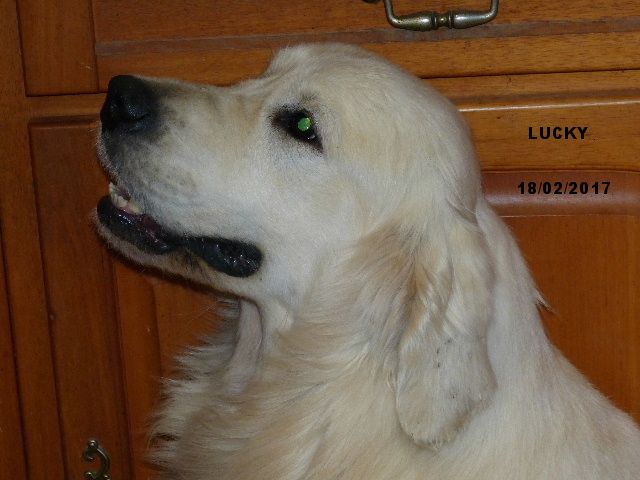 Lucky des Rives de la Bidouze