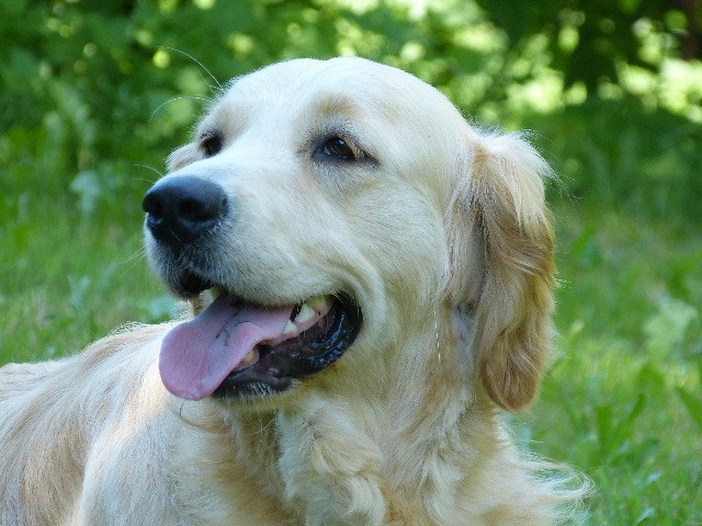 Lassie des Rives de la Bidouze