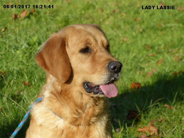 Lady lassie des Rives de la Bidouze