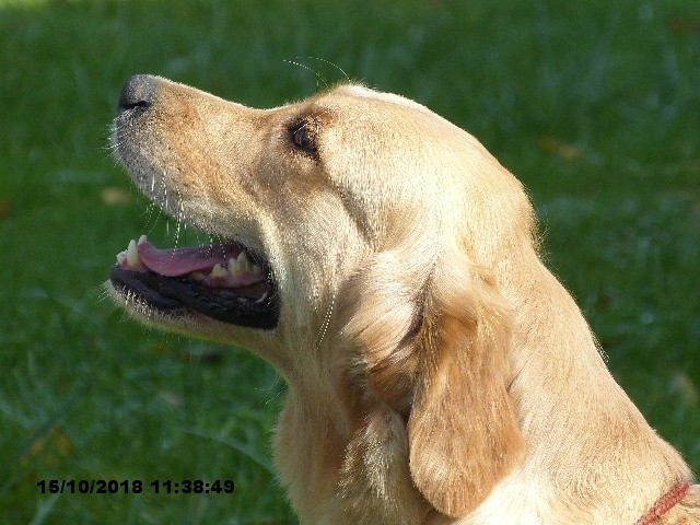 Louve Du mazage de mascayenne