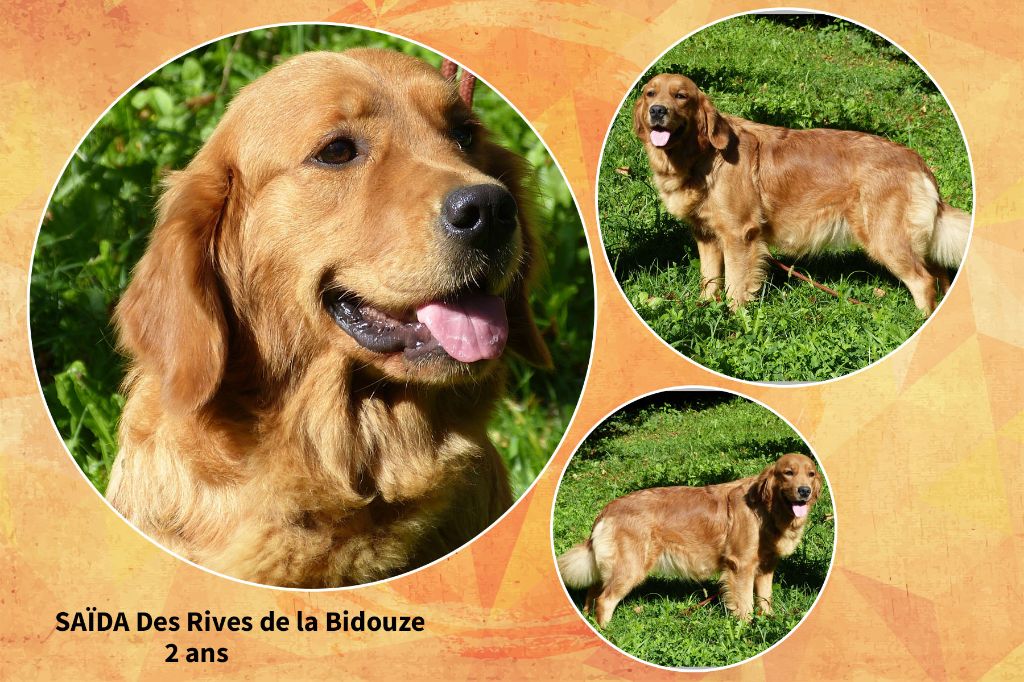 Sayda des Rives de la Bidouze