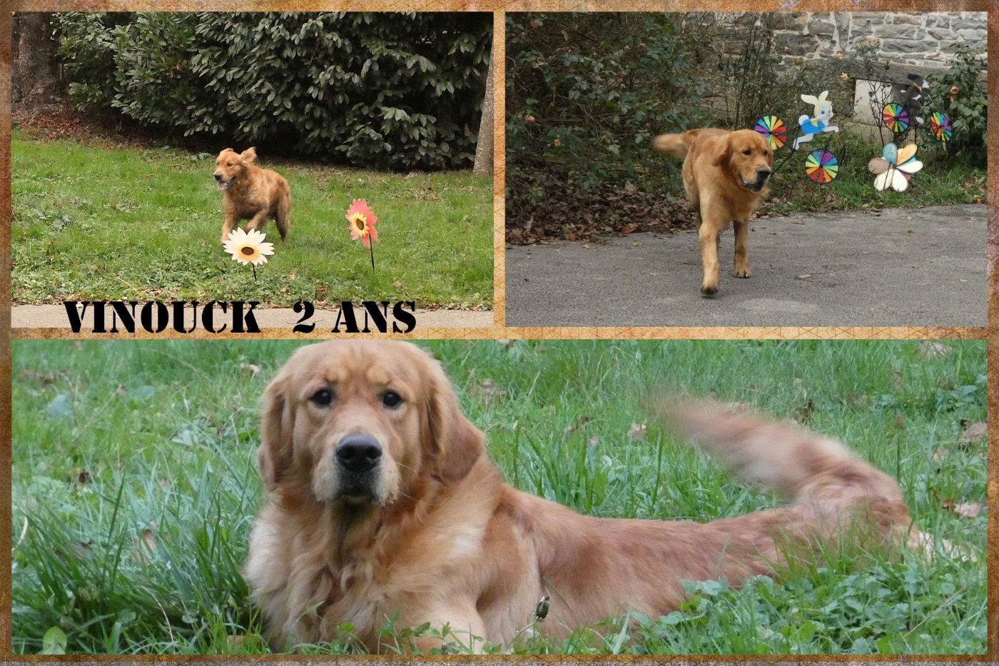 chiot golden de couleur fauve disponibles en juillet 2026