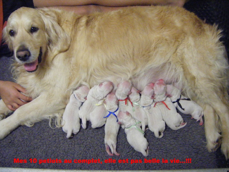 Chiot Golden Retriever des Rives de la Bidouze