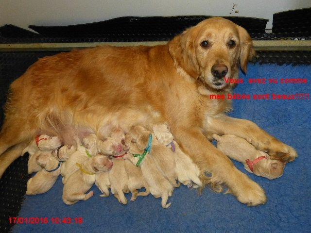 des Rives de la Bidouze - Golden Retriever - Portée née le 15/01/2016