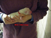 CHIOT