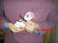 CHIOT