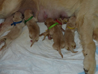 CHIOT