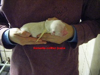 CHIOT