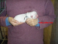 CHIOT