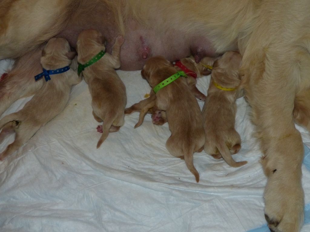 des Rives de la Bidouze - Chiots disponibles - Golden Retriever