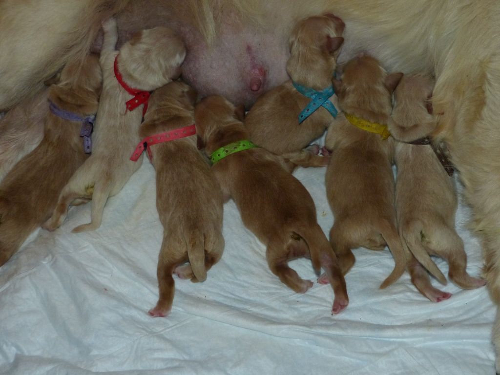des Rives de la Bidouze - Chiots disponibles - Golden Retriever