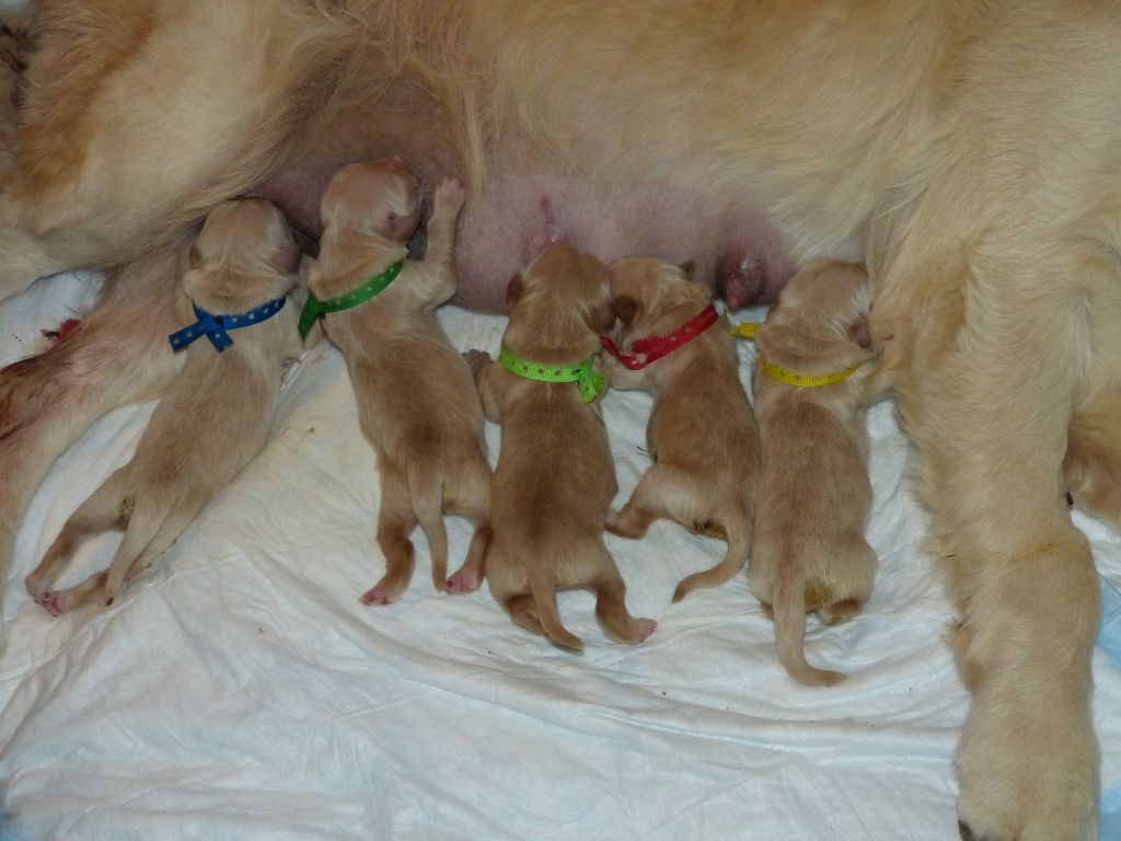 des Rives de la Bidouze - Chiots disponibles - Golden Retriever