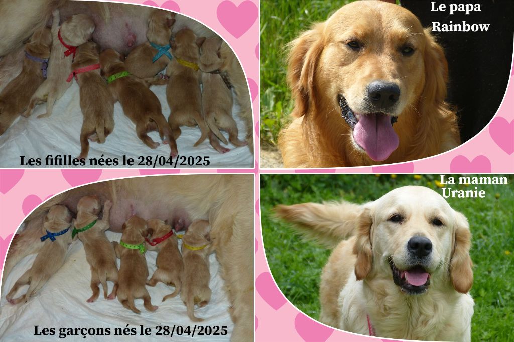 Chiot Golden Retriever des Rives de la Bidouze